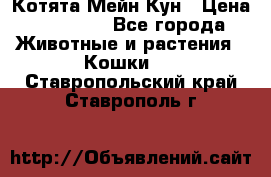 Котята Мейн Кун › Цена ­ 15 000 - Все города Животные и растения » Кошки   . Ставропольский край,Ставрополь г.